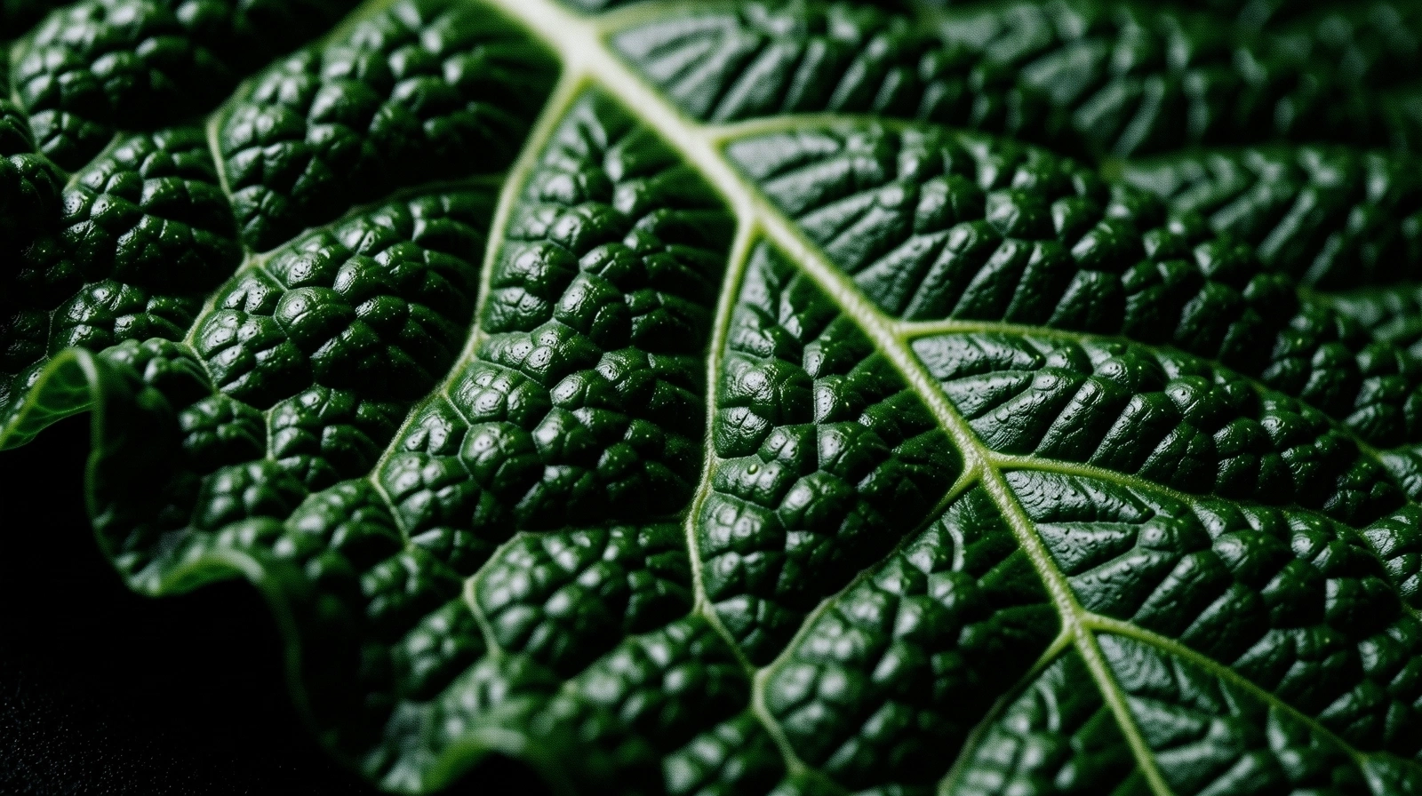 Macro texture of a kale leaf representing raw nutrition